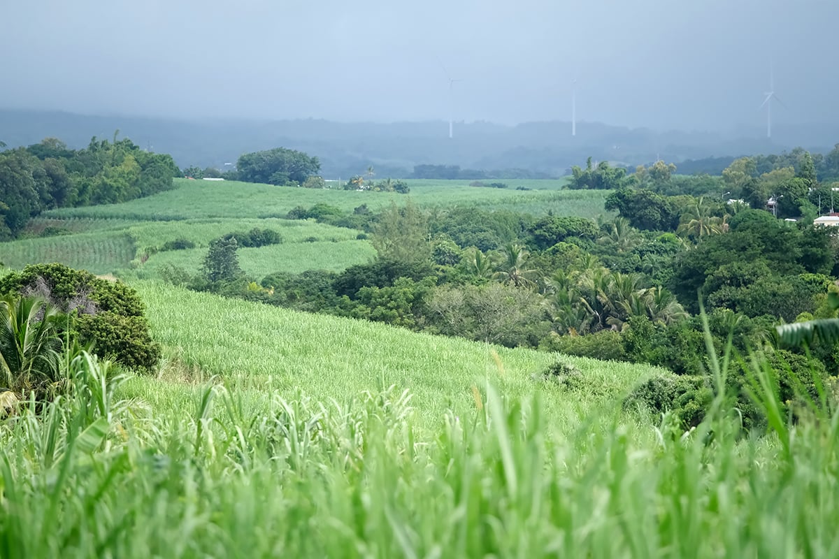 Séquençage du génome de la canne à sucre : La Réunion contribue à une avancée scientifique majeure