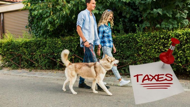 Taxe sur les animaux de compagnie : faut-il vraiment payer 100€ pour un chien ?