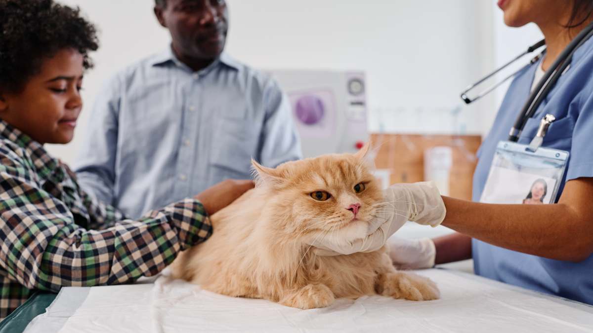 L’État va-t-il vraiment verser 300 euros pour stériliser les animaux dans 43 départements à partir du 1er juin 2025 ?