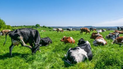 Ferme squattée pendant 2 ans : il retrouve ses vaches amaigries avec 2 000 L de lait en moins