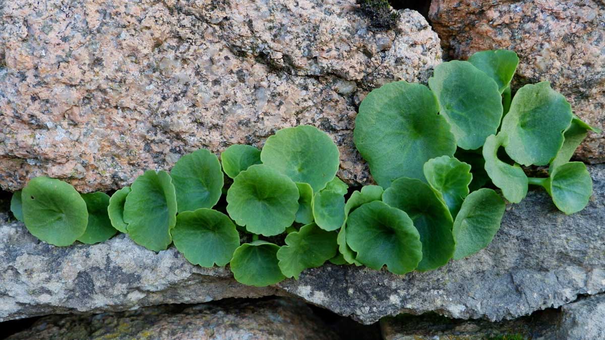 Nombril de Vénus : la plante comestible à semer au printemps pour des salades croquantes et originales