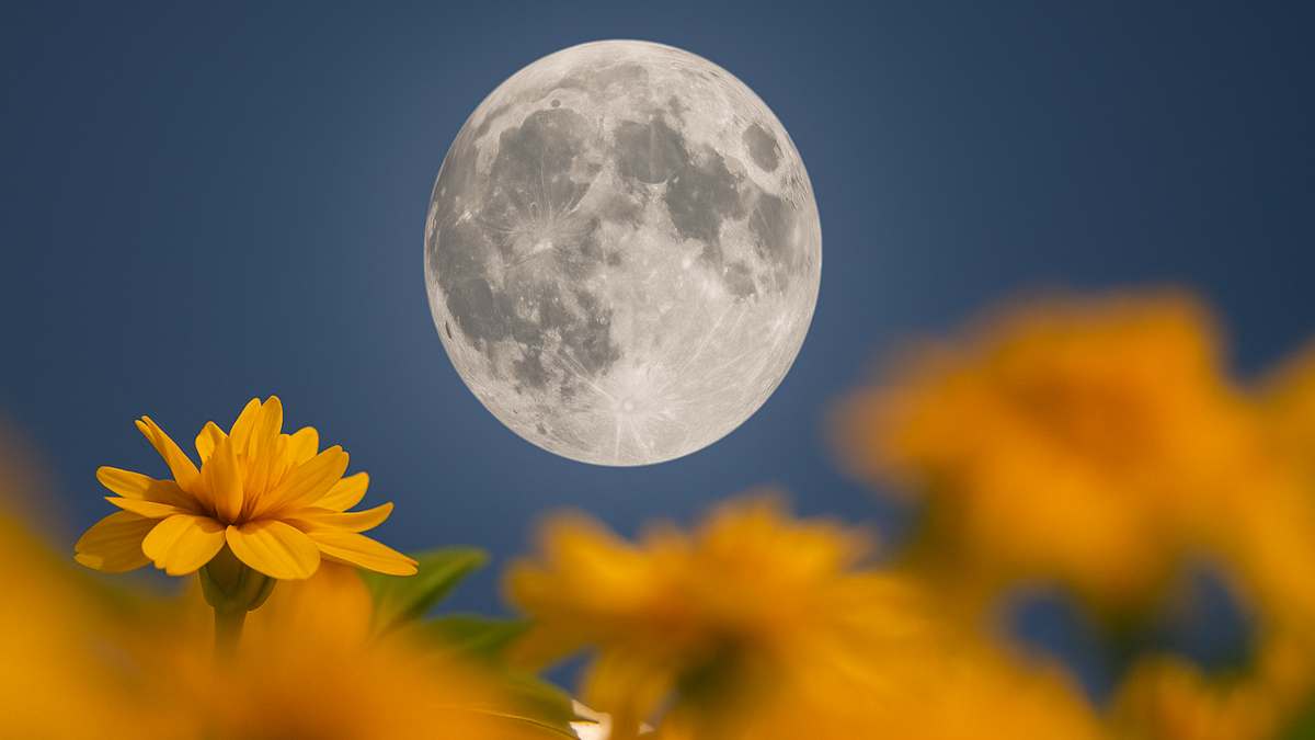 Pleine lune de mai 2025 : le mystère de la « lune des fleurs »