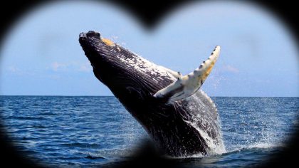 Réunion : la première baleine à bosse de la saison 2025 déjà repérée au large de Saint-Philippe, Globice confirme