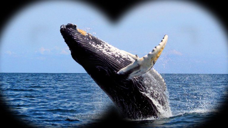 Réunion : la première baleine à bosse de la saison 2025 déjà repérée au large de Saint-Philippe, Globice confirme