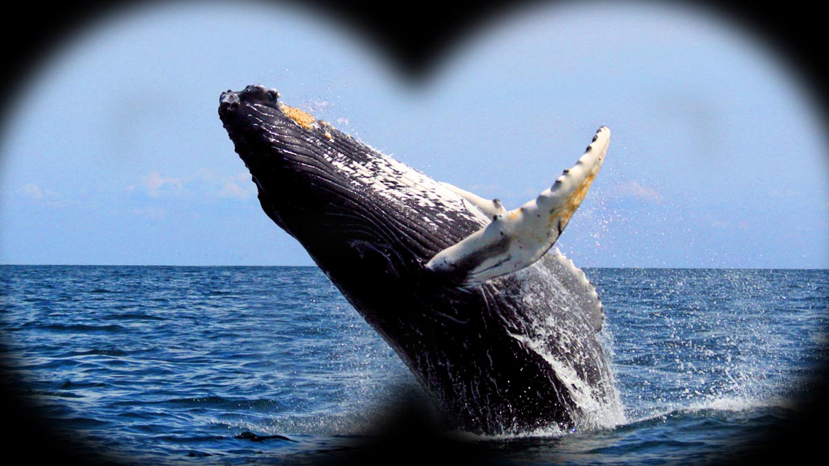 Réunion : la première baleine à bosse de la saison 2025 déjà repérée au large de Saint-Philippe, Globice confirme