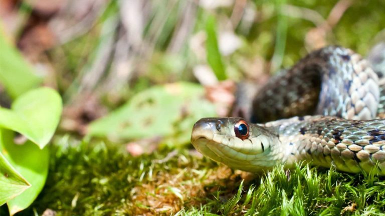 Plus un seul serpent dans le jardin : ces variétés à planter changent tout cet été