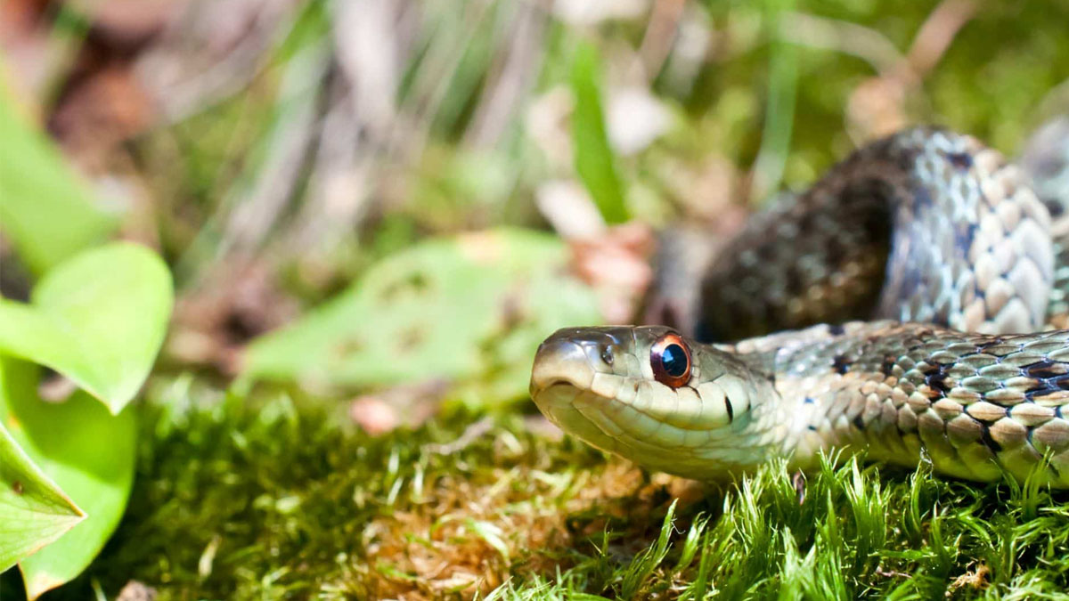 Plus un seul serpent dans le jardin : ces variétés à planter changent tout cet été