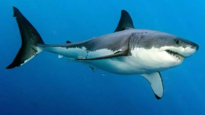 Un grand requin blanc de 750 kg repéré près des plages : alerte sur la côte Est américaine