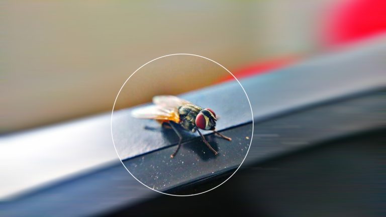 L’astuce anti-mouches ultra-efficace pour vos déjeuners en extérieur