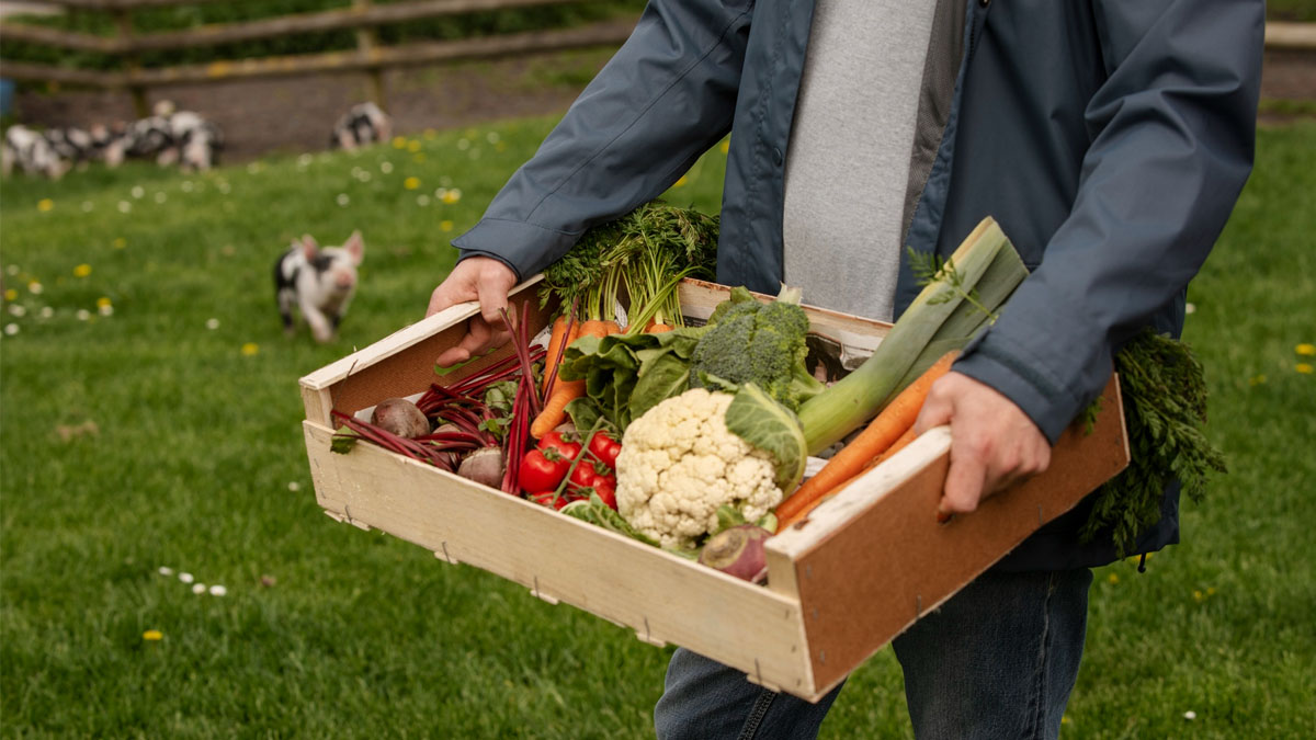 Ramasser gratuitement fruits et légumes dans les champs : le glanage fait son grand retour en France