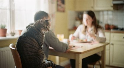 chat fixe pendant repas vétérinaire