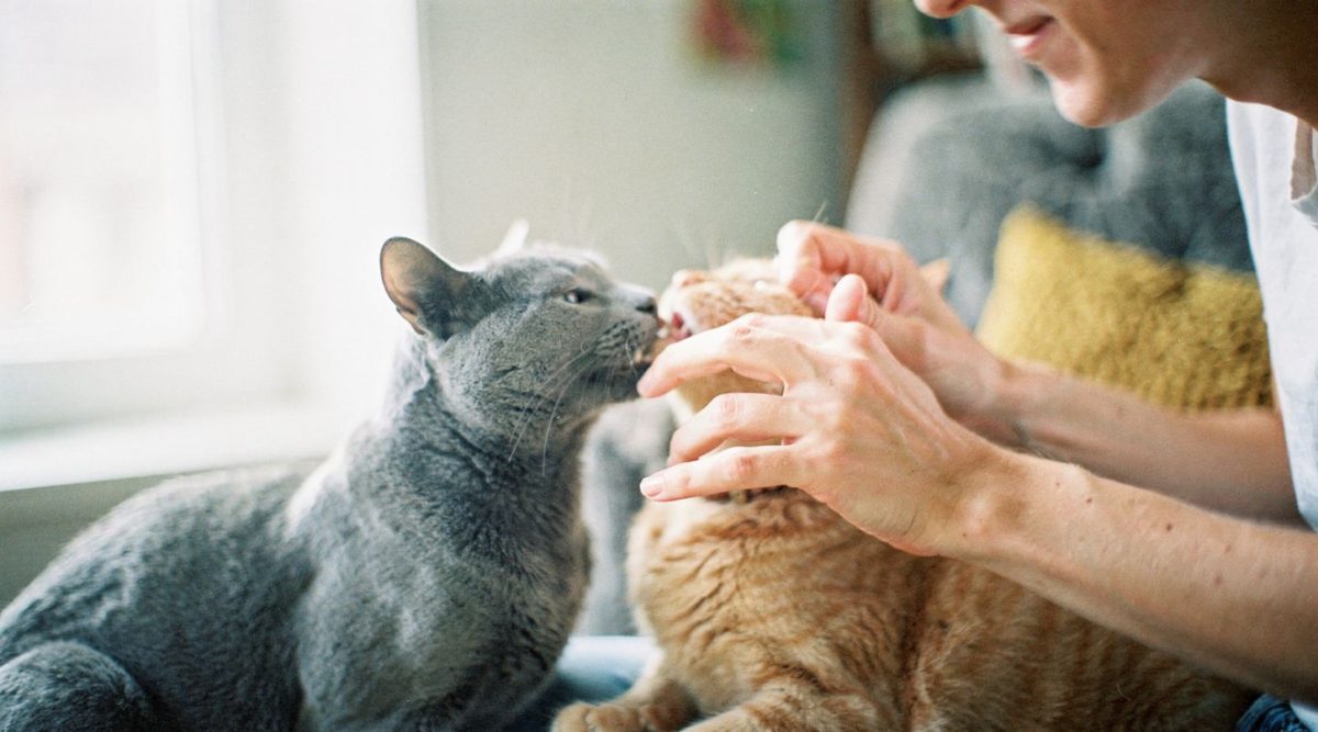 chat mordille doigts jouer vétérinaire