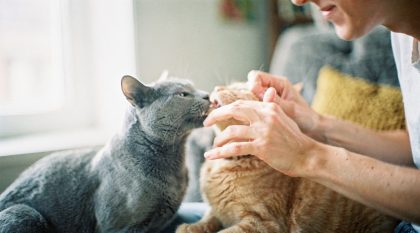 chat mordille doigts jouer vétérinaire