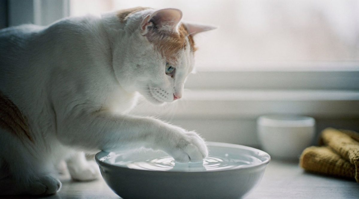 chat tape eau patte boire vétérinaire