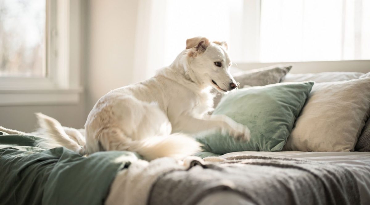 chien trois tours avant coucher vétérinaire